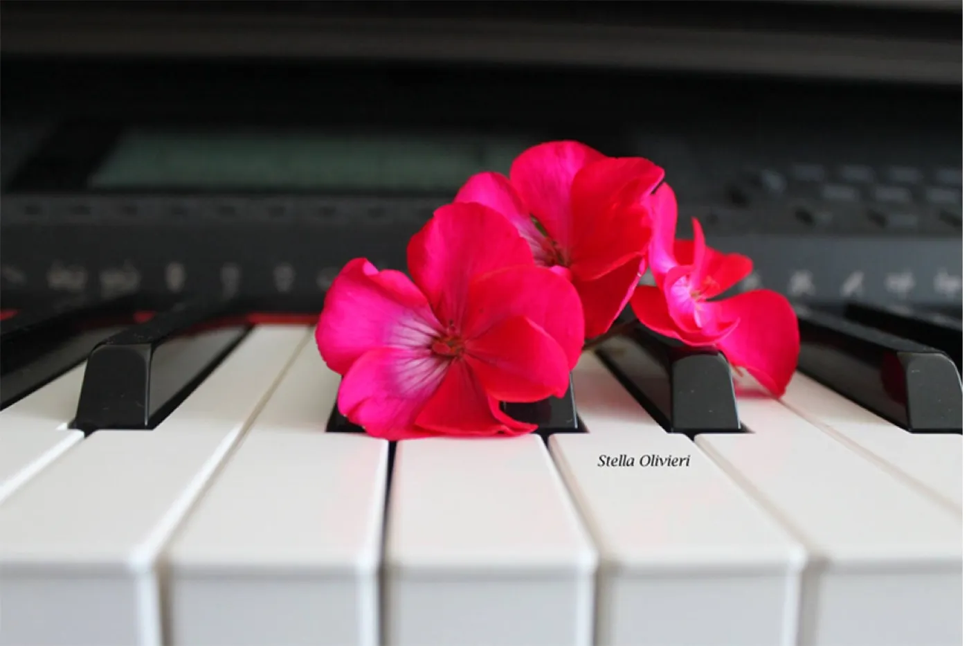 Flores sobre las teclas de un piano, imagen del método de enseñanza de Stella Olivieri